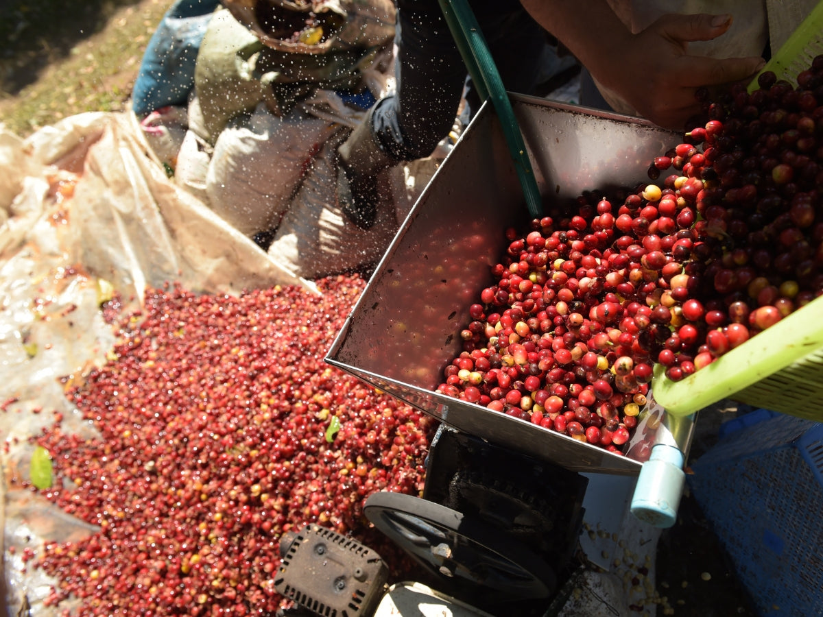 Coffee, the worlds most consumed fermented food!