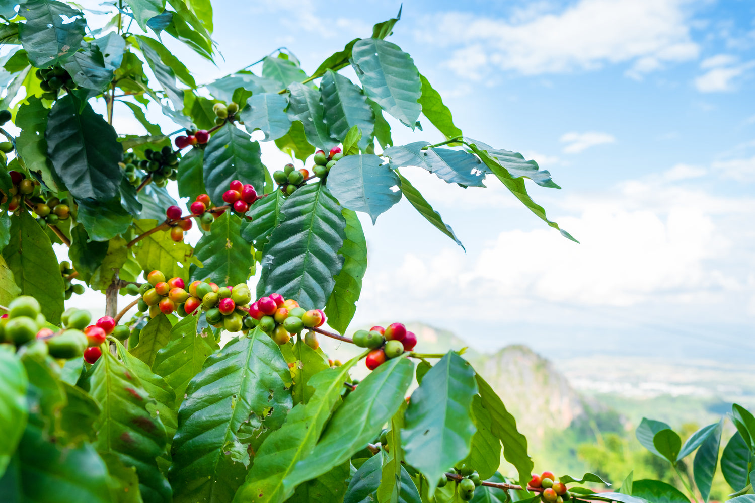 Is organic coffee better for you or the environment?
